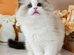 -小猫来了·猫舍(红山六九七九店)