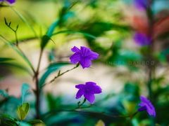 -维乐口腔医院(星海湾分院)