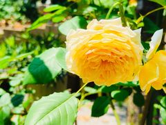 -谷咖啡·鲜花绿植花园餐厅