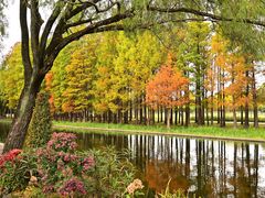 -上海共青森林公园