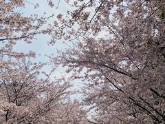 -高东镇樱花园