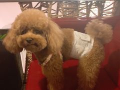 -百好乐宠物友好餐厅(朝外大街店)