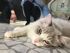 -momokira米努特·德文卷毛猫·棉花面纱犬