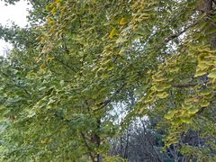 -长白岛森林公园