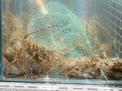 -雍容荟帝王蟹活龙虾展台自助(IFS黑金店)