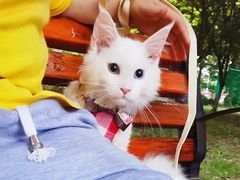 -70cat德文卷毛猫·缅因猫纯种猫舍