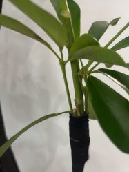-S&G Beauty轻奢皮肤管理中心