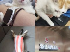 -pd派德宠物中心医院24H急重症·眼科中心·血液透析中心(嵩山北路店)