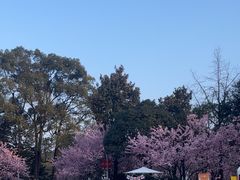 -南山植物园