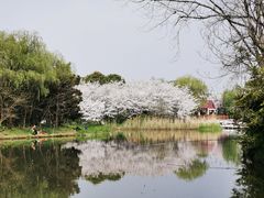 -顾村公园