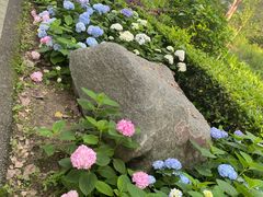 -合肥滨湖国家森林公园