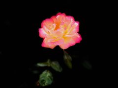 -人民公园(罗湖区)