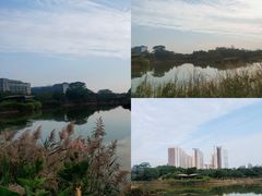 -福田红树林生态公园