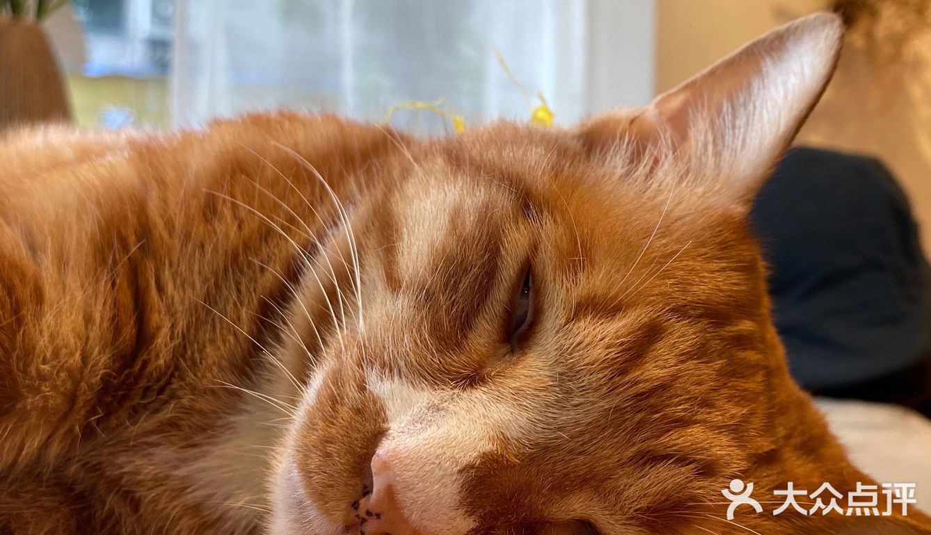 江南西专心做的蛋糕小屋：网友推荐菜居然是只橘猫