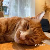 江南西专心做的蛋糕小屋：网友推荐菜居然是只橘猫