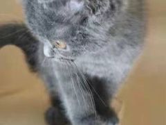 -乐琪宠物医院·犬猫专科·骨外科·急重症