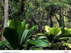 -中国科学院西双版纳热带植物园