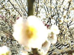 -花开海上生态园