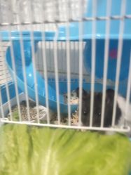 点击看大图 -卡通尼·Safari非洲探索乐园·生日会(金桥国际商业广场店)