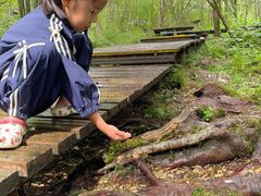 -五营红松林海景区