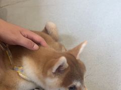 -谐和益家动物医院·免疫绝育·血液透析·宠保定点医院(高新伊藤分院)