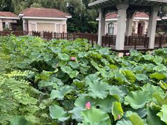 -上海东方佘山翰悦阁酒店·Vie全日制餐厅