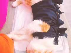 -美联众合宠物医院·爱萌分院·内外科·猫科中心