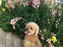 -上海多利农业发展有限公司