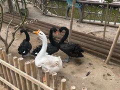 -呀路古热带植物园
