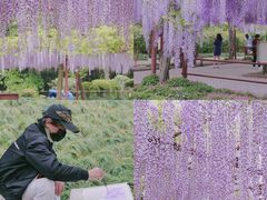 -嘉定紫藤园