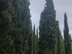 -阿尔罕布拉宫