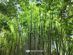 -乌镇东栅景区