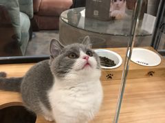 -袖虎·猫馆(体育西路店)