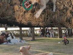 -瑞派申生动物医院·24H夜诊·国际动物医疗中心·骨外科(吴中路店)