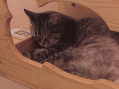 -猫友咖啡店(玉林西路店)
