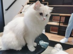 -瞄一喵猫咖(格力海岸店)