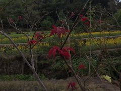 -塔川景区