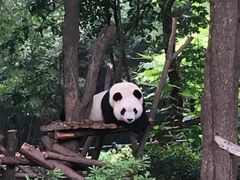 景点-成都大熊猫繁育研究基地