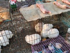 -蒲河大集
