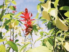 -中国科学院华南植物园