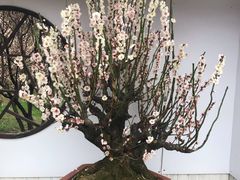 -香雪海