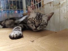 -猫色咖啡·猫咖