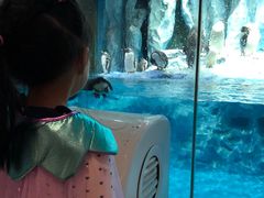 -帝企鹅自助餐厅•儿童岛•真企鹅(长隆企鹅酒店)