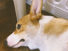 -柯斗斗主题餐厅·狗咖·围炉煮茶·茶饮(国瑞升平里店)