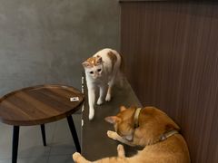 -Again Coffee Roaster(香蜜湖店)