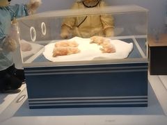 -成都泰迪熊博物馆