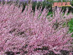 -白塘生态植物园