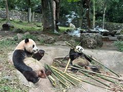 -都江堰中华大熊猫苑