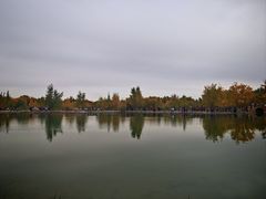 -金塔沙漠胡杨林景区