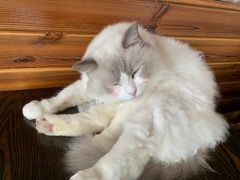 -蓝鲸·缅因猫舍